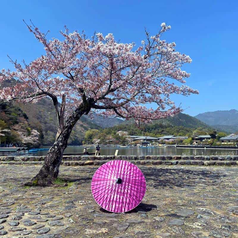 Purple (Iris) / Japanese Parasol EN Series