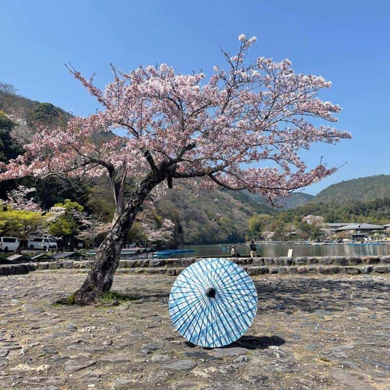 黒竹和日傘『縁』絞り染め-瑠璃唐草-