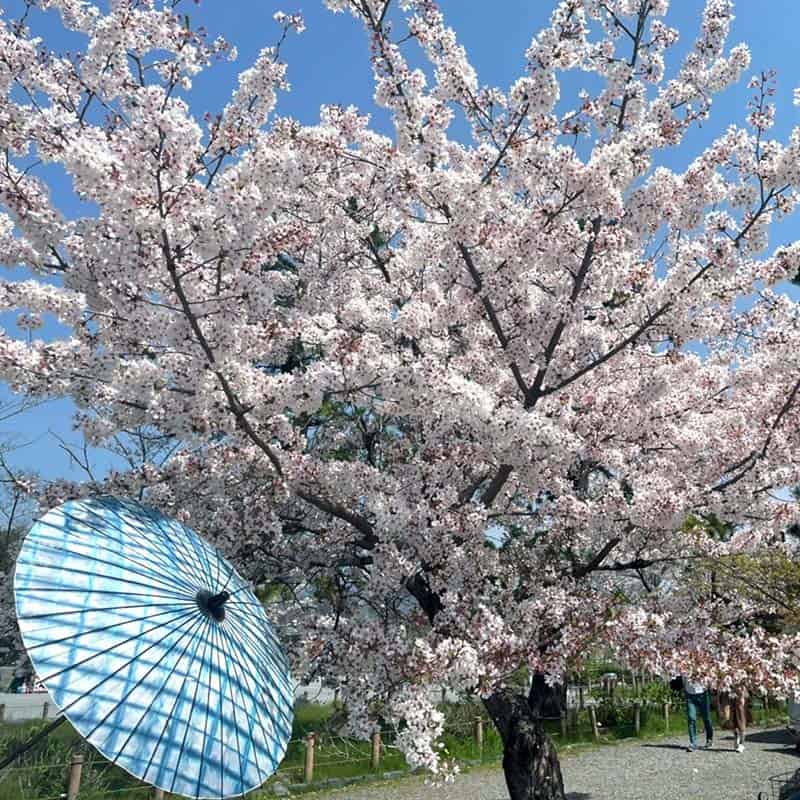 黒竹和日傘『縁』絞り染め-瑠璃唐草-