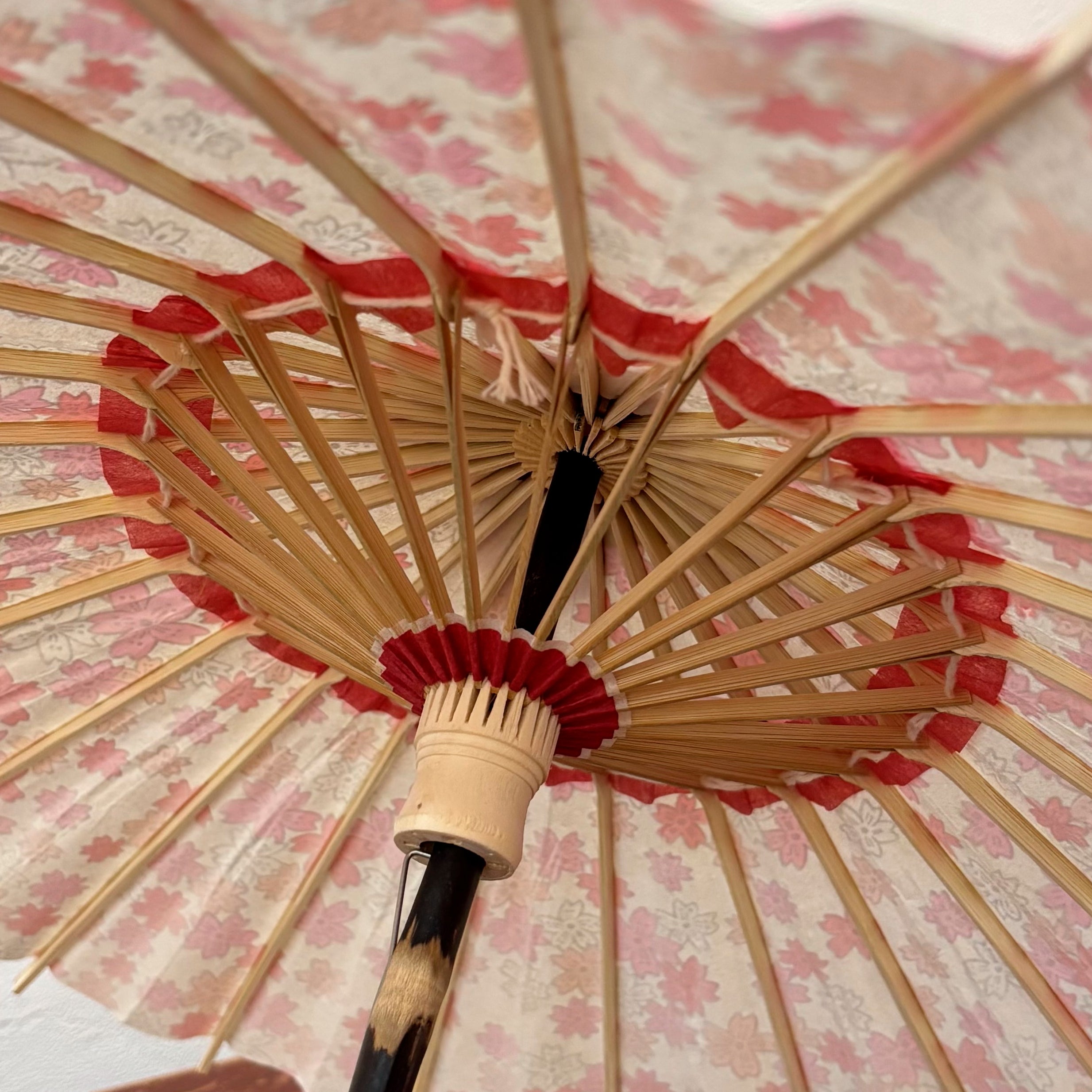 姫和傘 大寸『白地にリボン桜』