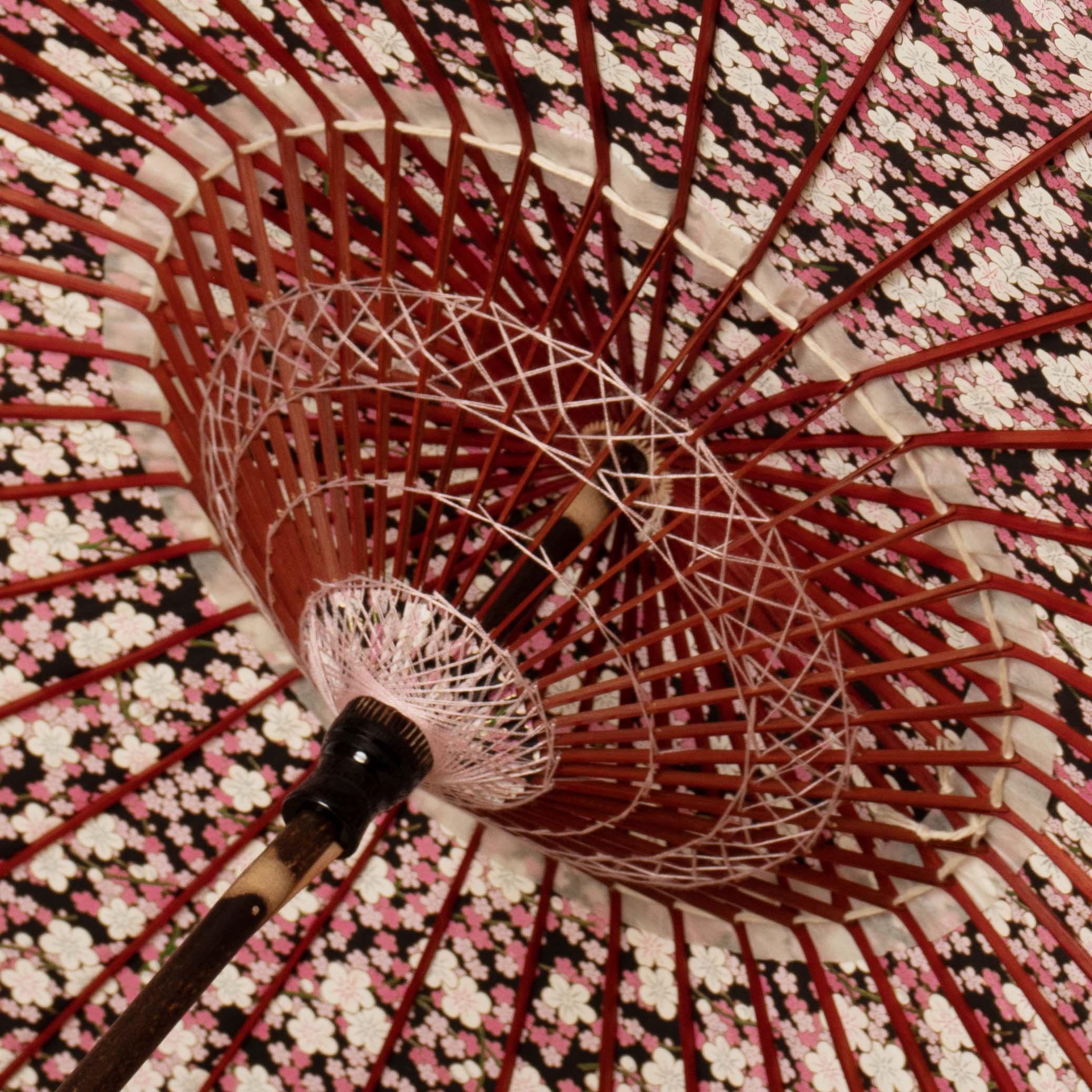 Flower opening / Plum blossom at night / Japanese parasol